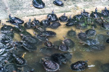 Arrau kaplumbağası (