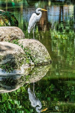 Büyük balıkçıl, Brezilya 'nın Para Eyaleti Belem şehrindeki Praca Batista Campos' ta Ardea alba. Mahallede aynı isimde bir meydan.