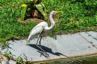 Büyük balıkçıl, Brezilya 'nın Para Eyaleti Belem şehrindeki Praca Batista Campos' ta Ardea alba. Mahallede aynı isimde bir meydan.