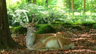 Fallow deer, Dama mezopotamya, Cervidae familyasından bir memeli türü..
