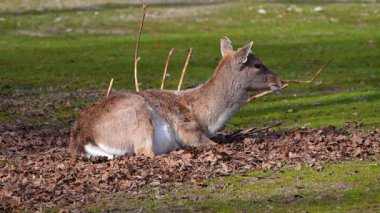 Fallow deer, Dama mezopotamya, Cervidae familyasından bir memeli türü..