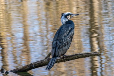 Kuzey yarımküre boyunca büyük siyah karabatak olarak bilinen büyük karabatak, Avustralya 'daki siyah karabatak ve Yeni Zelanda' nın daha güneyindeki siyah karabatak