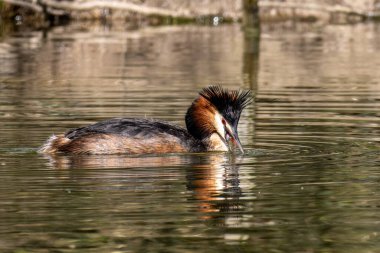 Great Crested Grebe, Podiceps kristali bir balık yakaladı. Güzel turuncu renkli bir kuş, kırmızı gözlü bir su kuşu. Eski Dünya 'da bulunan en büyük aile üyesidir..