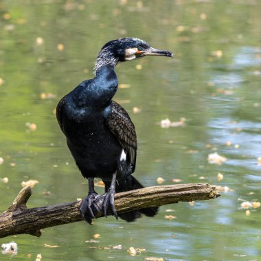 Kuzey yarımküre boyunca büyük siyah karabatak olarak bilinen büyük karabatak, Avustralya 'daki siyah karabatak ve Yeni Zelanda' nın daha güneyindeki siyah karabatak