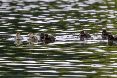 Yalnız vahşi ördek Kleinhesseloher Gölü 'nde İngiliz Bahçesi, Münih, Almanya.
