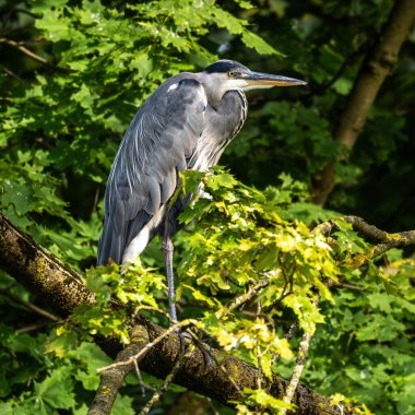 Gri balıkçıl, Ardea cinerea, büyük gri bir kuş ağaçta bir dalda oturuyor ve etrafa bakıyor, tüylü tüyler, büyük gagalı, başının arkasında uzun tüyler, vahşi doğadan bir sahne.