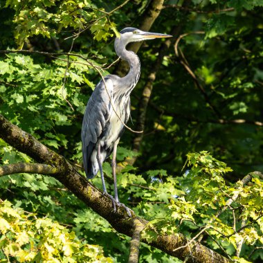 Gri balıkçıl, Ardea cinerea, büyük gri bir kuş ağaçta bir dalda oturuyor ve etrafa bakıyor, tüylü tüyler, büyük gagalı, başının arkasında uzun tüyler, vahşi doğadan bir sahne.