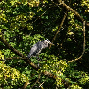 Gri balıkçıl, Ardea cinerea, büyük gri bir kuş ağaçta bir dalda oturuyor ve etrafa bakıyor, tüylü tüyler, büyük gagalı, başının arkasında uzun tüyler, vahşi doğadan bir sahne.