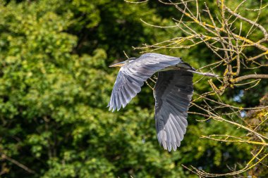 Gri Heron veya Ardea Cinerea. Gri balıkçıl uçuyor. Bu balıkçılgiller (Ardeidae) familyasından uzun bacaklı yırtıcı bir kuş.