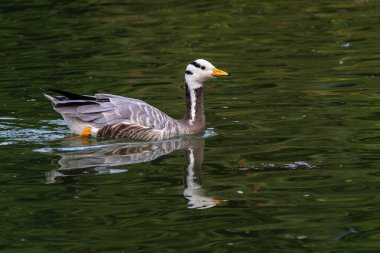 Çubuk başlı kaz Anser indicus, Orta Asya 'da, Güney Asya' daki dağ gölleri ve kışların yakınında, Hindistan yarımadasının güneyine kadar uzanan kolonilerde üreyen bir kazdır..