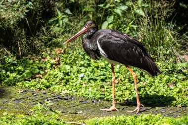 Kara leylek, Ciconia nigra leylek familyasından büyük bir kuş türü..