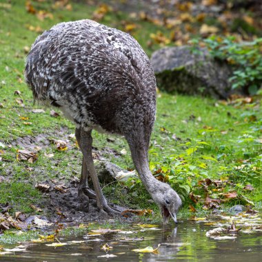 Darwin 'in Rhea' sı, Rhea pennata daha az Rhea olarak da bilinir. Büyük, uçamayan bir kuştur, fakat iki Rheas türünün en küçüğüdür..