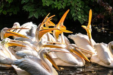 Büyük Beyaz Pelikan (