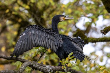 Kuzey yarımküre boyunca büyük siyah karabatak olarak bilinen büyük karabatak, Avustralya 'daki siyah karabatak ve Yeni Zelanda' nın daha güneyindeki siyah karabatak