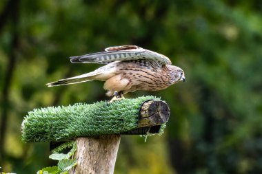 Falco tinnunculus, atmacagiller (Falconidae) familyasından bir kuş türü..