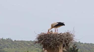 Büyüleyici Beyaz Leylekler, Portekiz 'in Algarve bölgesindeki Odiaxere' de Ciconia ciconia..