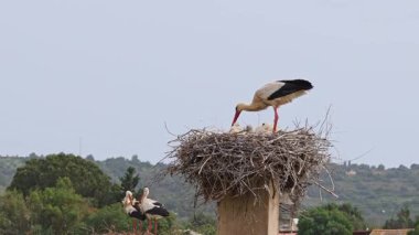 Büyüleyici Beyaz Leylekler, Portekiz 'in Algarve bölgesindeki Odiaxere' de Ciconia ciconia..