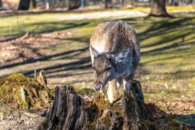 Fallow deer, Dama mezopotamya, Cervidae familyasından bir memeli türü..