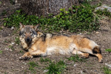 Kurt, gri kurt ya da kereste kurdu olarak da bilinen, Avrasya ve Kuzey Amerika 'nın vahşi ve uzak bölgelerinde yaşayan bir köpek türüdür..