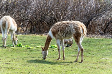 Vicunas, Vicugna Vicugna, And Dağları 'nın yüksek dağlık bölgelerinde yaşayan lama' nın akrabaları.