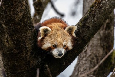 Kırmızı panda, Ailurus fulgens, daha küçük panda ve kırmızı kedi ayı olarak da bilinir..