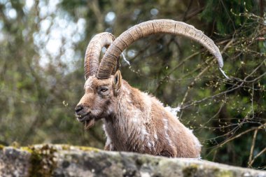 Erkek dağ keçisi - Avrupa Alplerinde yaşayan bir kayanın üzerindeki kapra dağ keçisi