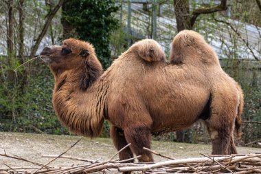 Bactrian develeri (Camelus bactrianus), Orta Asya 'nın bozkırlarına özgü büyük, tek ayak parmaklı bir bakteridir. Bactrian devesinin sırtında iki hörgücü vardır.