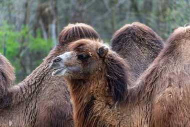 Bactrian develeri (Camelus bactrianus), Orta Asya 'nın bozkırlarına özgü büyük, tek ayak parmaklı bir bakteridir. Bactrian devesinin sırtında iki hörgücü vardır.