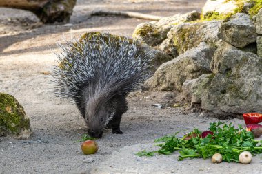 Hint armalı kirpi (