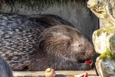 Hint armalı kirpi (