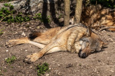 Kurt, gri kurt ya da kereste kurdu olarak da bilinen, Avrasya ve Kuzey Amerika 'nın vahşi ve uzak bölgelerinde yaşayan bir köpek türüdür..