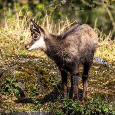 Apennine Chamois, Rupicapra pyrenaica ornata, İtalya 'daki Abruzzo-Lazio-Molise Ulusal Parkı ve İspanya' daki Pireneler 'de yaşamaktadır.