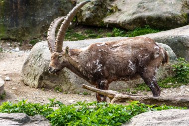 Erkek dağ keçisi - Avrupa Alplerinde yaşayan bir kayanın üzerindeki kapra dağ keçisi