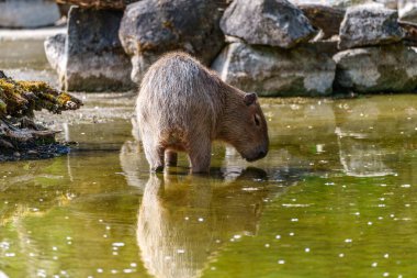 Capybara, Hydrochoerus hydrochaeris Güney Amerika 'da yaşayan bir memelidir. Dünyada yaşayan en büyük kemirgendir..