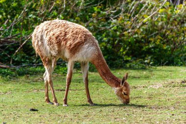 Vicunas, Vicugna Vicugna, And Dağları 'nın yüksek dağlık bölgelerinde yaşayan lama' nın akrabaları.