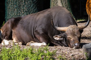 Banteng, Bos javanicus veya Red Bull. Vahşi bir sığır türüdür ama sığır ve bizondan farklı kilit özellikler vardır: hem erkek hem de dişilerde beyaz bir şerit..
