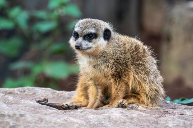 Meerkat, Suricata suricatta bir taşın üzerinde oturuyor ve uzaklığa bakıyor..