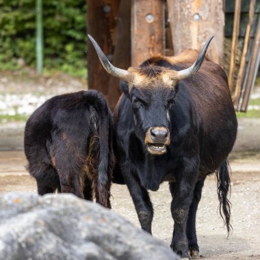 Bos Primigenius Taurus, soyu tükenmiş yaban öküzlerine benzediğini iddia etti. Alman parkında görülen yerli dağ sığırları
