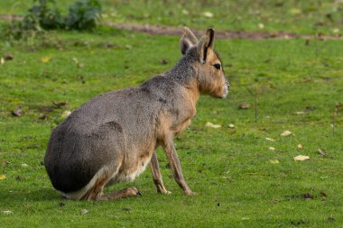 Patagonya Mara 'sı, Dolikotis patagonum. Gine domuzlarının bu büyük akrabaları Arjantin 'in Patagonya bozkırlarında yaygındır ama Paraguay gibi Güney Amerika' nın diğer bölgelerinde de yaşarlar..