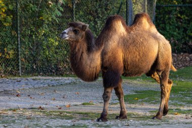 Bactrian develeri (Camelus bactrianus), Orta Asya 'nın bozkırlarına özgü büyük, tek ayak parmaklı bir bakteridir. Bactrian devesinin sırtında iki hörgücü vardır.