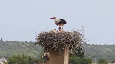 Büyüleyici Beyaz Leylekler, Portekiz 'in Algarve bölgesindeki Odiaxere' de Ciconia ciconia..
