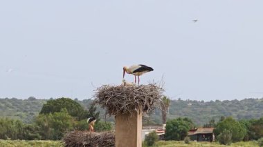 Büyüleyici Beyaz Leylekler, Portekiz 'in Algarve bölgesindeki Odiaxere' de Ciconia ciconia..