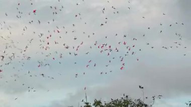 Büyük kızıl aynalı ayılar evlerine, uyudukları yere, yani Revoada dos guaras 'a uçuyorlar. Bu da Brezilya' daki Parnaiba Nehri Deltası 'nda her gün meydana gelen bir fenomen.