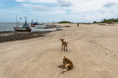 Brezilya 'nın Marajo Adası, Soure' deki Pesqueiro Sahili 'nin renkli suları