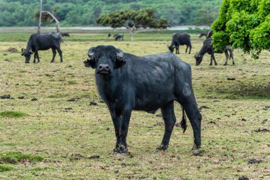 Brezilya 'nın Marajo Adası' ndaki Soure 'de Fazenda adında bir kırsal arazide Buffalos Suyu..