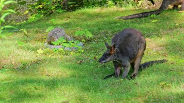 Wallaby bataklığı, Wallabia bicolor, küçük kangurulardan biridir. Bu valabi aynı zamanda siyah valabi olarak da bilinir.