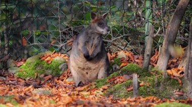 Wallaby bataklığı, Wallabia bicolor, küçük kangurulardan biridir. Bu valabi aynı zamanda siyah valabi olarak da bilinir.