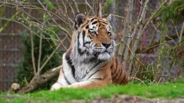 Sibirya kaplanı, Panthera tigris altaica dünyanın en büyük kedisidir.