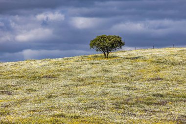 Mertola, Portekiz, Alentejo yakınlarındaki doğal do Vale do Guadiana 'da yabani çayırları, nehirleri ve şelaleleri olan güzel bir manzara.