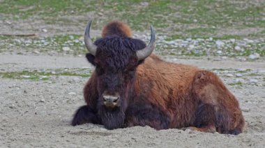 Bizon ya da bizon, bir zamanlar Kuzey Amerika 'da geniş sürüler halinde yaşayan bir bizon türüdür.. 
